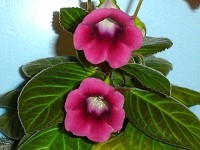 <em>Sinningia speciosa</em> 'Clair0e Roberts' <em>Sinningia speciosa</em> 'Clair0e Roberts'